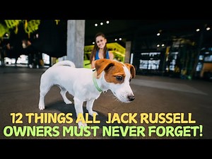 12 Things All Jack Russell Owners Must Never Forget!
