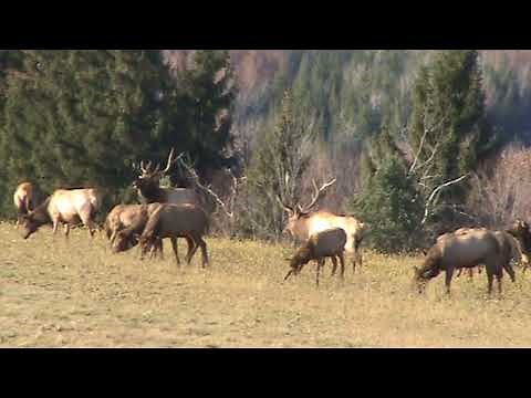 Video guide to viewing elk in the Pennsylvania Elk Range