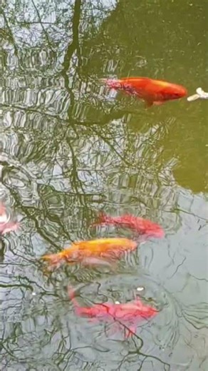 Βοτανικός Κήπος Ιουλίας καιΑλεξάνδρου N. Διομήδους #fish#botanic #garden