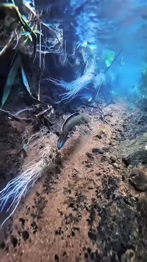 Incredible Fishing Moments Caught On Camera