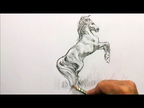 How to Draw a Realistic Horse Step by Step