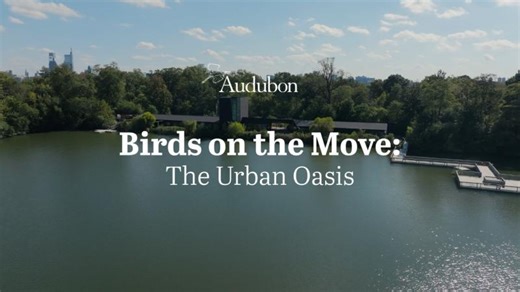 Episode 2: The Urban Oasis | Birds on the Move | Aurelio Ramos Borrero