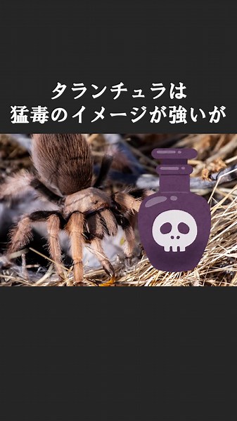 タランチュラの生態と特徴