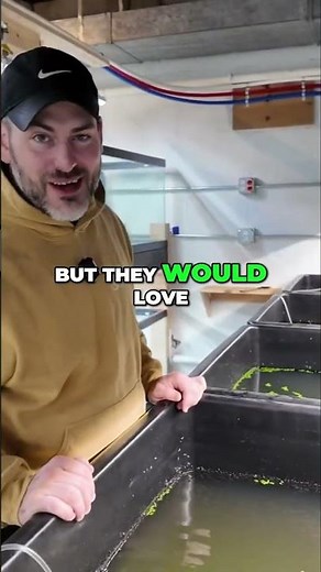 Sustainable LIVE Fish Food That Doesn't Foul Your Water