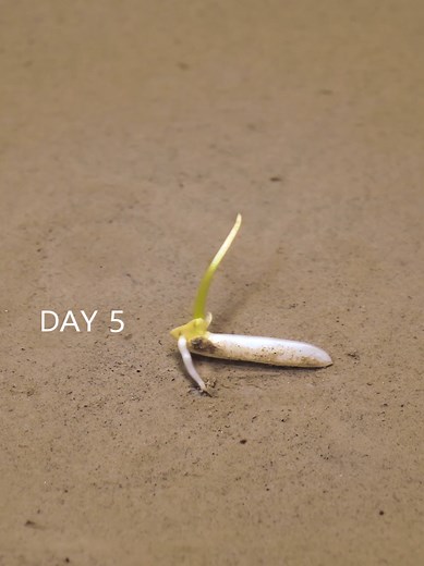 Rice Growing Timelapse: Watch Rice Grow at Home