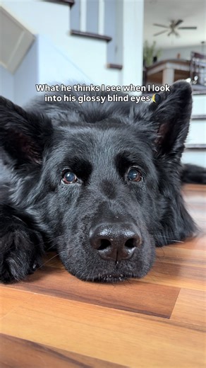 He will forever be my amber eyed boy 🥹🧡 #dog #mydog #germanshepherd #blinddog #love