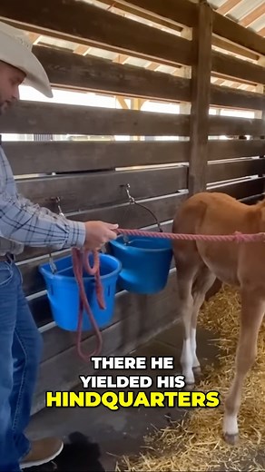 Set it up and wait! Full vid on my patreon page. www.patreon.com/ryanrosehorsemanship | Ryan Rose