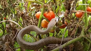 333K views · 3.4K reactions | Elle a vu au premier rang ses oissillons se faire dévorer. Ce serpent a profité du fait que la mère avait quitté le nid pour se régaler. Les images et les cris sont violents, ces petits oiseaux se font engloutir par un énorme reptile. L'oiseau a fait son possible pour l'arrêter, mais l'issue de la situation a fini par être des plus tragiques. | Le Kiwi | Facebook