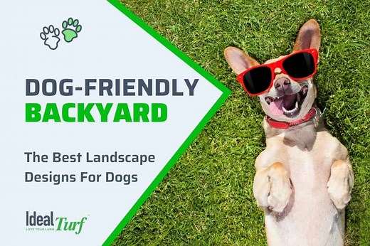 Dog-Friendly Backyard: The Best Landscape Designs for Dogs