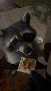 Raccoon VS Pinecones