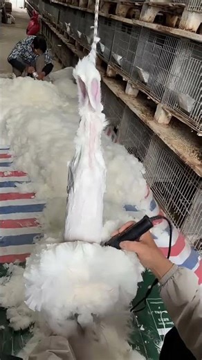 “This Rabbit Couldn’t Even Move… Until This Happened! 😳🐰✂️”