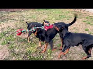 Beauceron versus Dobermans