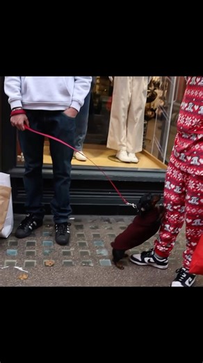 Petting humans prank 😭#prank