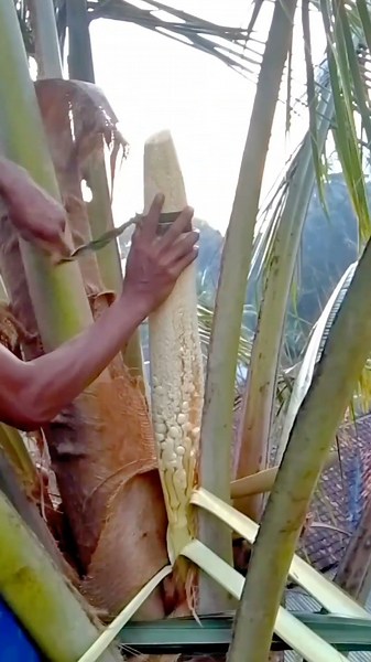 The Coconut Flower Is Ready to Release Sap 🌴💧🔥