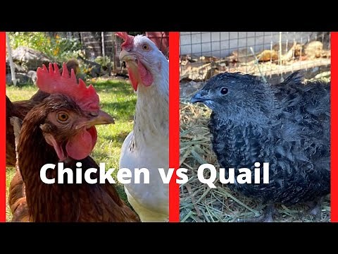 Chicken vs Quail-the benefits of both