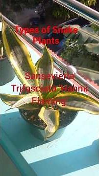 Types of Snake Plant | Types of Sansevieria Plants | Indoor Plant Varieties #snakeplant #sansevieria