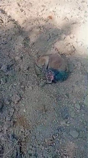 Cruel Villager Throws Scalding Water On Senior Pup [STORY BELOW]