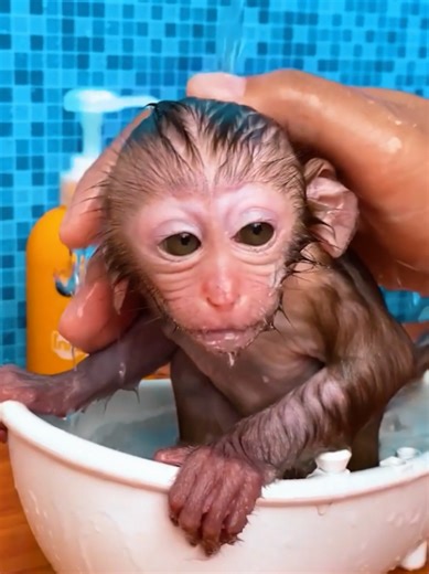 #cartoonforkids #kidscartoon #unitedstates #unitedkingdom🇬🇧 #USA