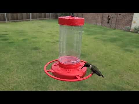 The Dark Side of Hummingbird Behavior: Everything You Need to Know