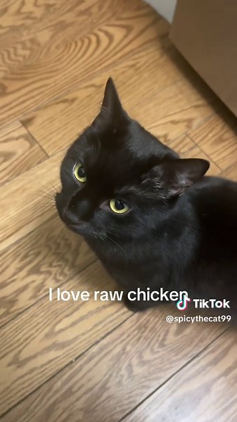 Cat Eats Entire Raw Chicken Breast in Hilarious Moment