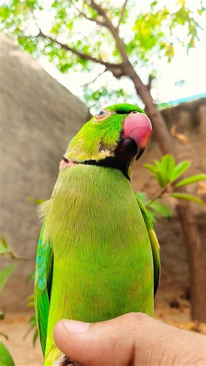 May be He's in his thoughts 🧐💭#shorts #fyp #pets #birds #parrot