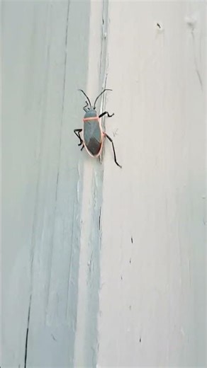 BoxElder Bug! #lifescience2025 #boxelderbug #crawlingbug #bugslife #outdoorbug #bug #goingupward