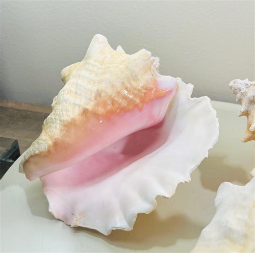 Bahama Pink Conch Shells 7"-8" Sold Individually - Beach Decor Coastal Table Decor - Etsy