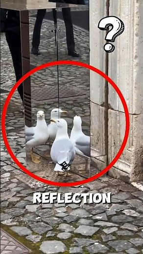 Seagull Fights Its Own Reflection and Refuses to Lose 🐦#seagull
