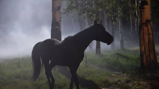 Who is Finn in Heartland? (How did Heartland handle Robert Cormier’s exit?)