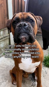 Trunks the Boxer on Reels