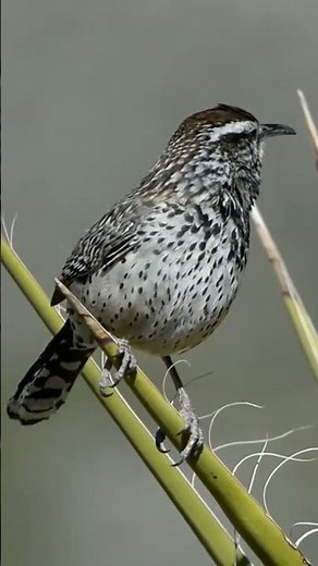 cactus wren call❗