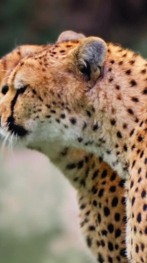 Embracing the Unknown: Your First African Adventure Awaits🤗🤩. It’s completely natural to feel mix of excitement and nervous when embarking on this remarkable adventure. Allow us to offer some words of encouragement and advice to ease those butterflies in your stomach.😍 Our advice? Be open to Africa- from its vast savannas and lush rainforests to its bustling cities and charming villages.🤩 Embrace the local cultures, try new foods and engage in conversations with the people along the way. You
