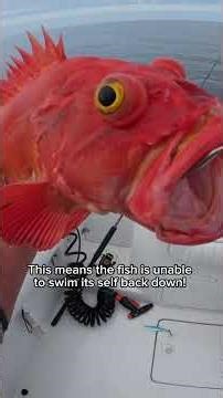 Fish descending device #fishingshorts #fishingtech