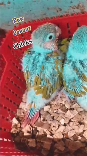 #Raw #Conour#Chicks For Sale#Sahiwalianbirdshop#subscribe to my YouTube channel
