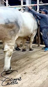 1M views · 6.3K reactions | This Magnificent Gray Brahman Bull, known for its Heavy Weight and Premium Quality, Stands Proudly by My Side | SUMON’S CATTLE | Facebook