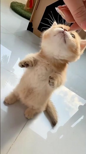 XL Munchkin cat walking like a cute caterpillar on the ground! 🐱🐛#animals #funny #science #kitty