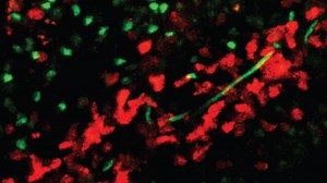 Live imaging shows surprising passage of T cells in the spleen