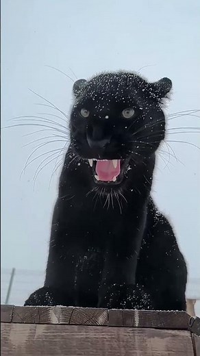 బ్లాక్ పాంథర్: అడవుల భూతంగా పిలిచే అరుదైన వేటగాడు