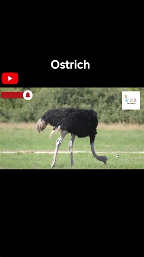 Ostrich Farming in South Africa: The Ultimate Guide