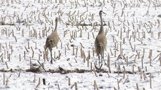 Bill proposing Wisconsin sandhill crane hunting season sees mixed reaction from lawmakers