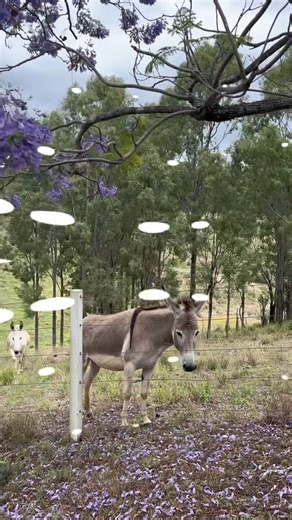 The Lockyer Valley has burst into a dreamy shade of lavender, it’s jacaranda season! 🌸💜 Escape to the stunning Branell Homestead, where peaceful valley views and friendly donkeys await your arrival. Whether you're planning a relaxing staycation or dreaming of a picture-perfect wedding, this gem offers the perfect backdrop. 🔗https://www.luvyalockyer.com.au/branell-homestead-bed-and-breakfast 📍12 Paroz Road, Laidley, Queensland, 4341 🎥Branel Homestead | Visit the Lockyer Valley