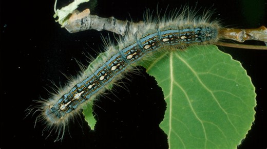 Parts of Ontario dealing with tent caterpillar explosion - The Weather Network
