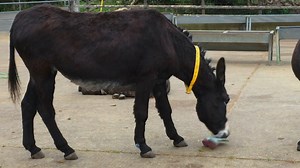 6.2K views · 490 reactions | Ruby's such a clever donkey, always full of imagination! ❤️️ There's just three days left to order her adoption pack in time for Christmas ➡️ bray.news/fb-ruby | The Donkey Sanctuary | Facebook