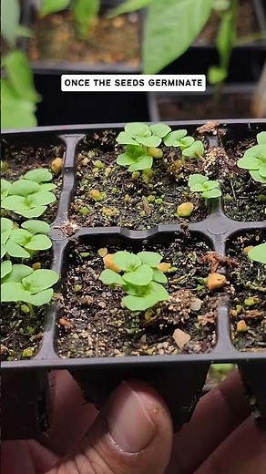 Secrets to High Seed Germination Rates: Gardening Tips for Success!