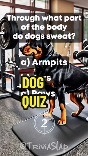 🐶 Did you know this about dogs!? #dogs #quizchallenge #trivia #quiztime #animalfacts #didyouknow #knowledge