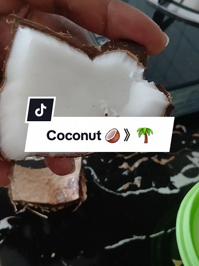 How Coconut Palm Trees Grow: The Sprouting Process