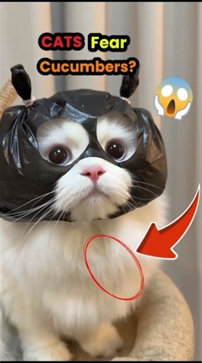 Why Are Cats So Scared of Cucumbers? 🥒😱 #shorts