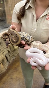 These gorgeous pythons laid some massive clutches of eggs 🤯 | The Reptile Zoo