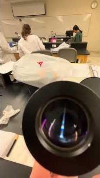 Staphylococcus aureus Bacteria under microscope 1000x oil immersion lens