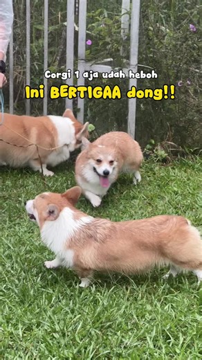 Corgi Triplets Steal the Show
